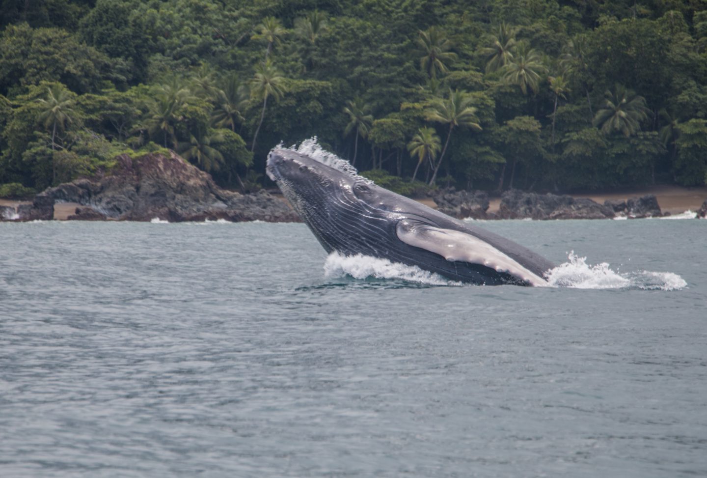 Humpback Whale Calf