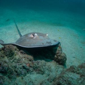 Isla Del Cano Diving