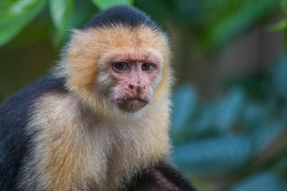 New Regulations in Corcovado National Park